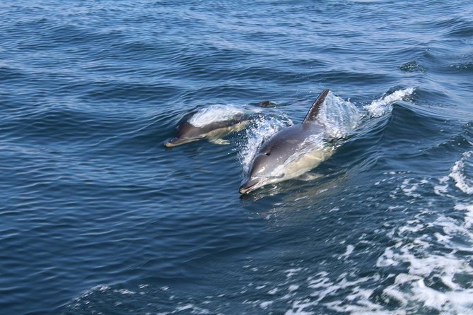 Dolphin Watching from Lagos with Marine Biologists - Commentary from marine guides and skippers