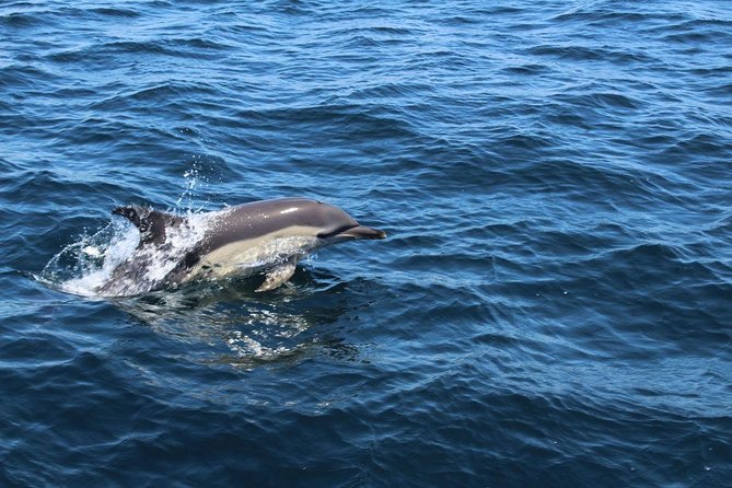 Dolphin Watching from Lagos with Marine Biologists - Is BlueFleet’s dolphin trip worth booking?