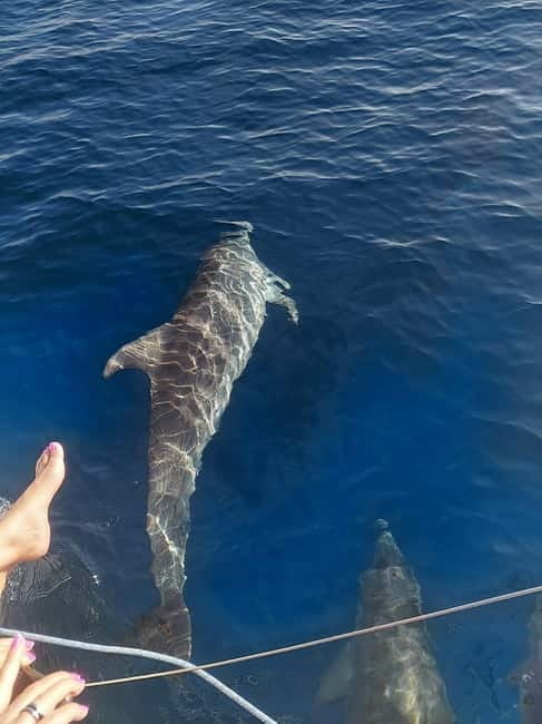 Dolphin watching in Estepona - Key things to know before you sail