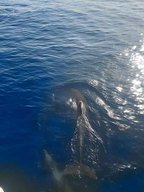 Dolphin watching in Estepona - The halfway swimming stop