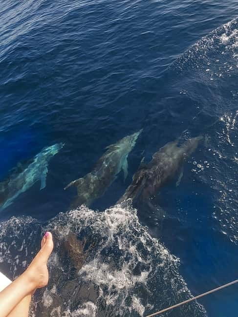 Dolphin watching in Estepona - What makes the catamaran a good choice