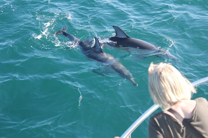 Dolphin Watching in Gibraltar Dolphin Safari V.I.P - Why the Strait of Gibraltar makes this cruise special