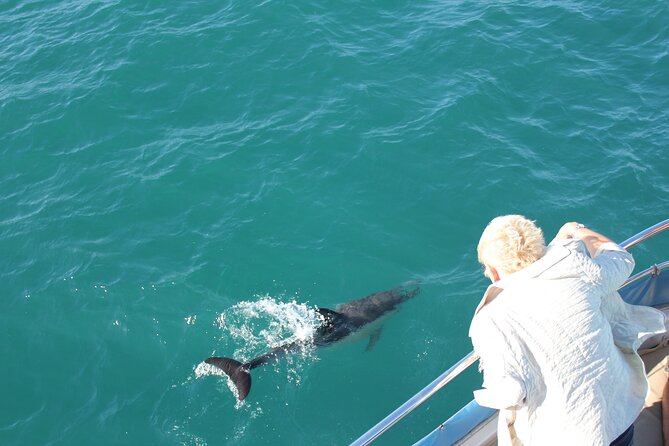 Dolphin Watching in Gibraltar Dolphin Safari V.I.P - How the dolphin search works