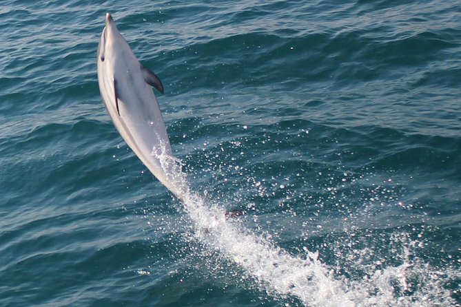 Dolphin Watching in Gibraltar Dolphin Safari V.I.P - The boat, seating, and group size