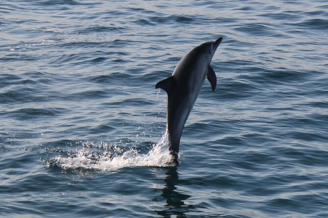 Dolphin Watching in Gibraltar Dolphin Safari V.I.P - Is $34 good value?