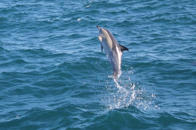 Dolphin Watching in Gibraltar Dolphin Safari V.I.P - What happens from the 2:00 pm departure