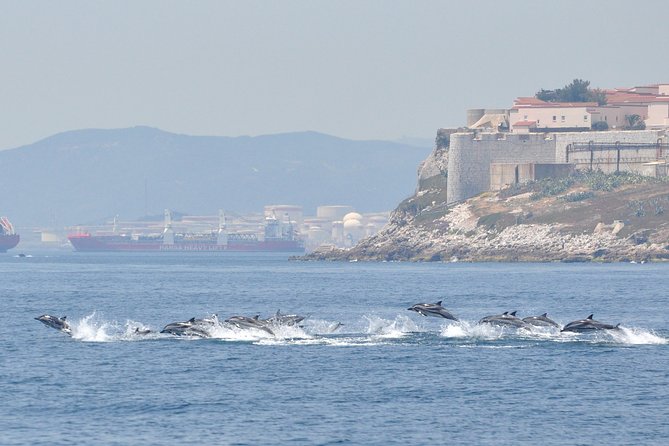 Dolphin Watching in Gibraltar & Fast Track Priority Cable Car - Your 75 minutes in the Bay of Gibraltar