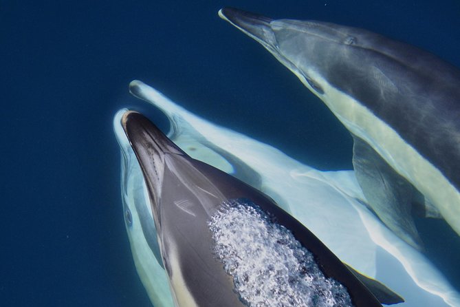 Dolphin Watching in Gibraltar & Fast Track Priority Cable Car - Fast track does not always mean no waiting