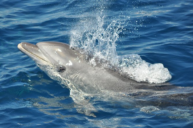 Dolphin Watching in Gibraltar & Fast Track Priority Cable Car - Timing, walking, and mobility details
