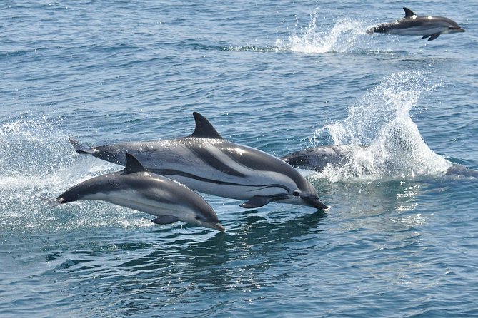 Dolphin Watching in Gibraltar & Fast Track Priority Cable Car - Who should book this Gibraltar combination