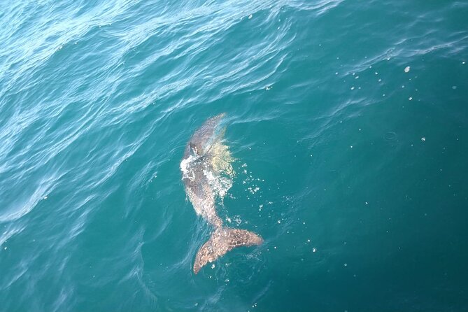 Dolphin Watching in Gibraltar with Dolphin Safari - What the one-hour boat trip feels like