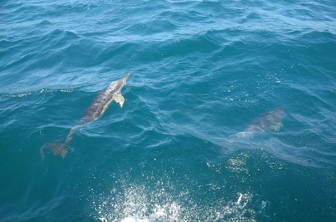 Dolphin Watching in Gibraltar with Dolphin Safari - Is $47.54 a fair price?