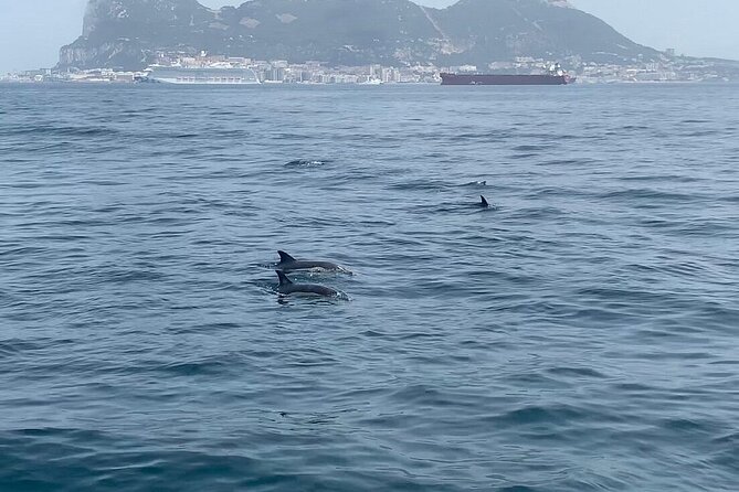 Dolphin Watching in Gibraltar with Dolphin Safari - Who will enjoy this dolphin safari most