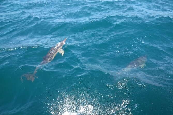 Dolphin Watching in Gibraltar with Dolphin Safari - Should you book Dolphin Safari Gibraltar?