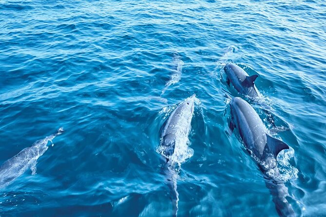 Dolphin Watching in Mallorca (Paguera) - What life aboard the catamaran is really like