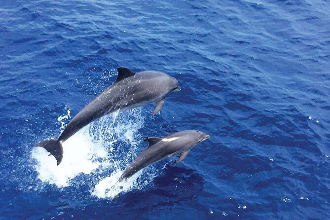 Dolphin Watching in Mallorca (Paguera) - Is $48.27 a fair price?