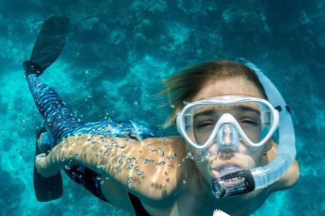 Dolphin Watching in Mallorca (Paguera) - Practical ways to improve your day