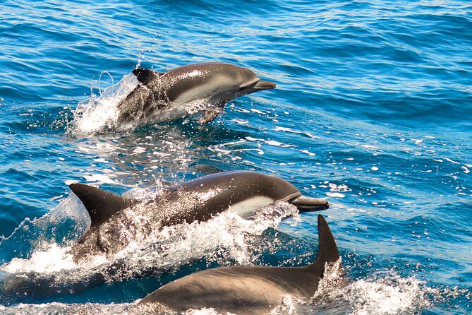 Dolphin-Watching in Marina de Lagos - Five things to know before you book