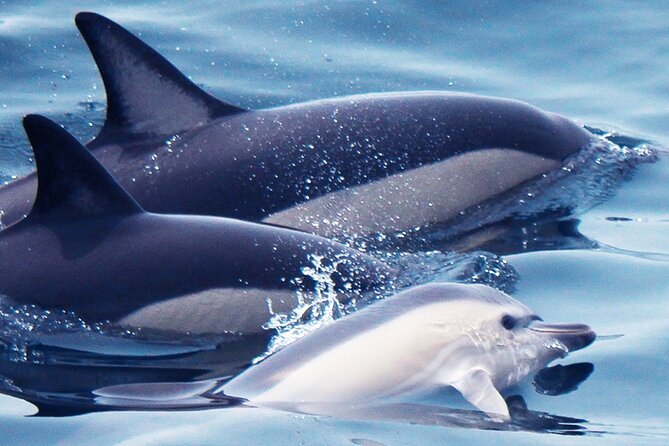 Dolphin-Watching in Marina de Lagos - A fast start from Lagos Marina