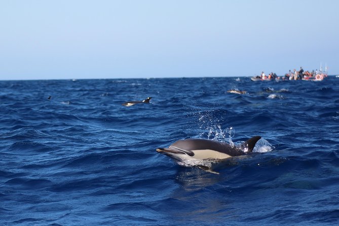 Dolphin-Watching in Marina de Lagos - What the 24-person boat means for you