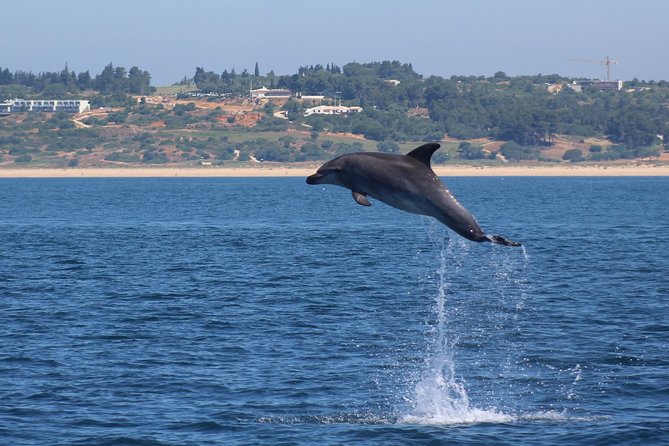 Dolphin-Watching in Marina de Lagos - The ethical side of a wild-dolphin trip