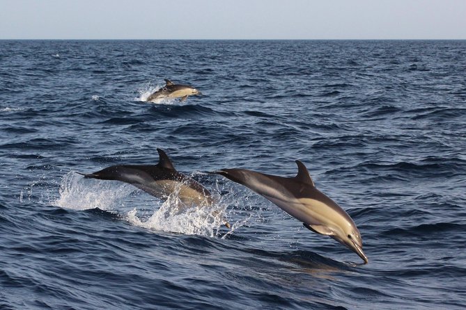 Dolphin-Watching in Marina de Lagos - What to pack and how to prepare