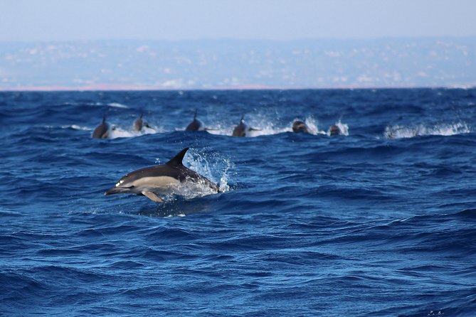 Dolphin-Watching in Marina de Lagos - Who will enjoy this most?