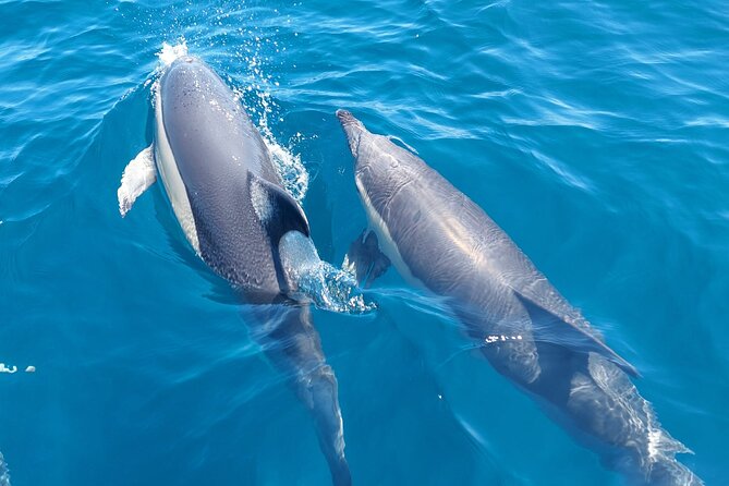 Dolphin Watching in Sesimbra - Setting Out From Porto Abrigo at 10:00 am