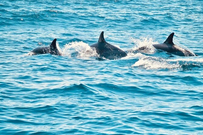 Dolphin Watching in Sesimbra - Looking for Dolphins in Their Natural Habitat