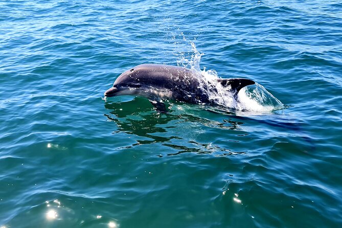 Dolphin Watching in Sesimbra - Sesimbra’s Rocks, Caves, and Fog