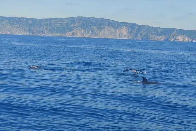 Dolphin Watching in Sesimbra - Why Layers Matter, Even in July