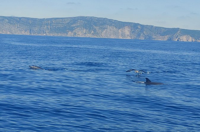 Dolphin Watching in Sesimbra - What the $59.91 Price Delivers