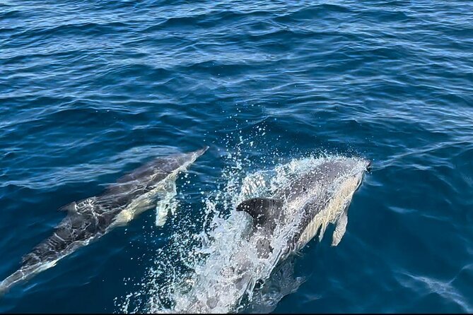 Dolphin Watching in Sesimbra - Who Will Enjoy This Most