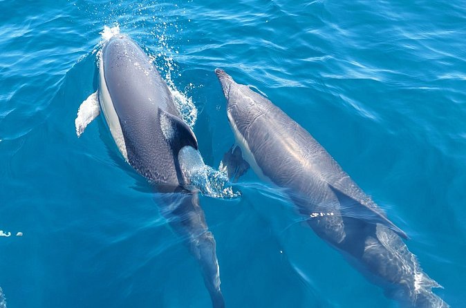 Dolphin Watching in Sesimbra - Booking and Cancellation Details to Keep in Mind