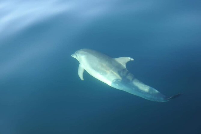 Dolphin Watching in Sesimbra - Should You Book Dolphin Watching in Sesimbra?