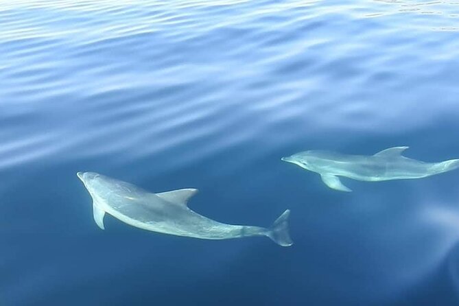 Dolphin Watching in Sesimbra - What the Crew Adds to the Boat Ride