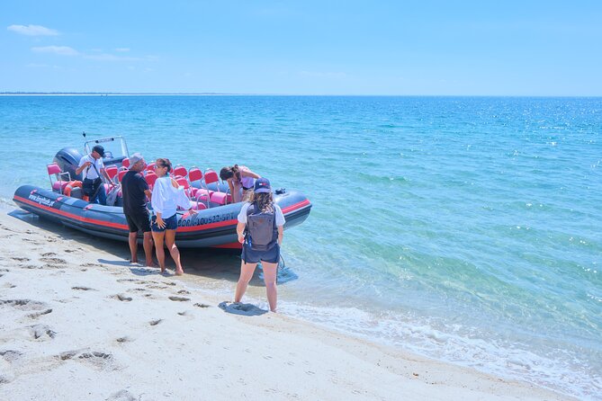 Dolphin watching in Setúbal - Dolphin encounters and responsible watching