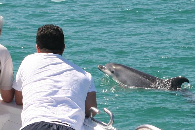 Dolphin Watching in the Wild - Half Day - Key points at a glance