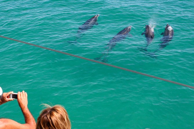 Dolphin Watching in the Wild - Half Day - Why the Sado Estuary makes this trip special