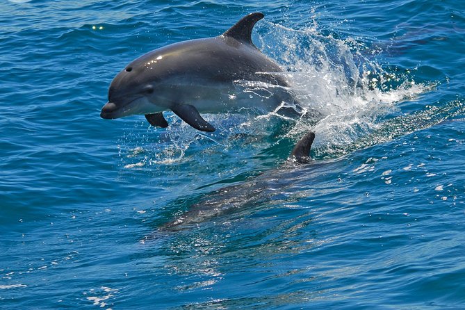 Dolphin Watching in the Wild - Half Day - What the dolphin search is really like