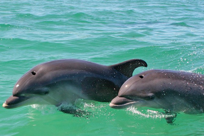 Dolphin Watching in the Wild - Half Day - Who will get the most from this experience