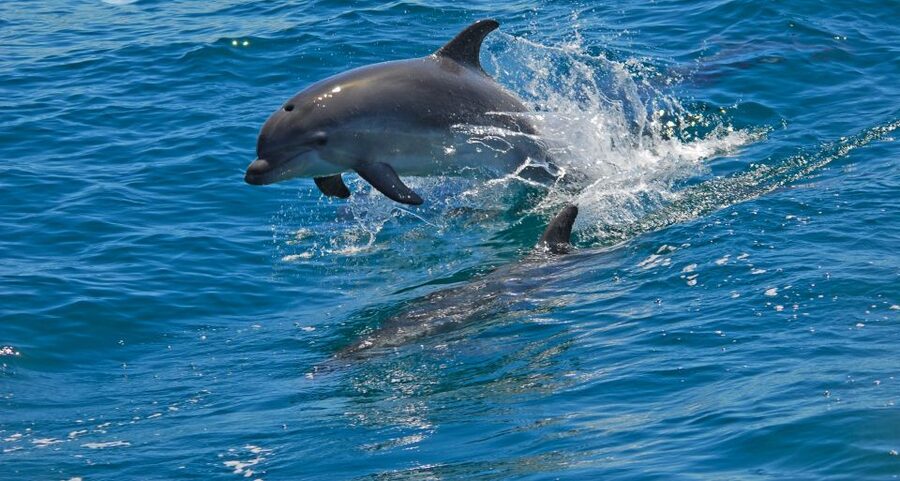 Dolphin Watching in the Wild - Half Day Private Tour - Setúbal and the Sado Estuary