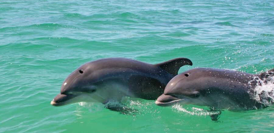 Dolphin Watching in the Wild - Half Day Private Tour - What the Private Vehicle Adds