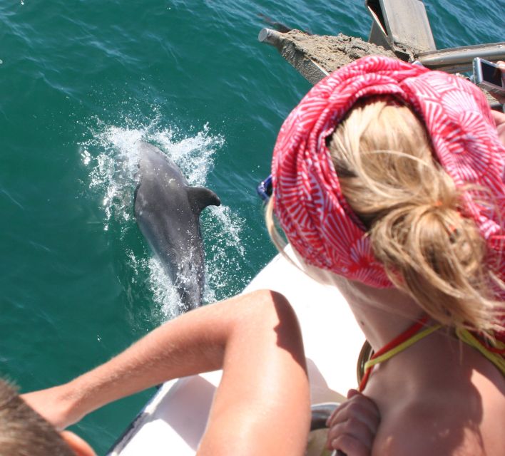 Dolphin Watching in the Wild - Half Day Private Tour - Timing, Clothing, and Simple Preparation