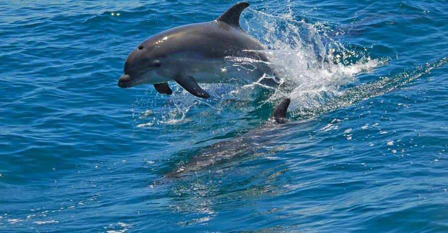 Dolphin Watching in the Wild - Half Day Private Tour - Should You Book the Sado Dolphin Tour?