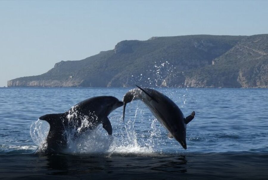 Dolphin Watching in the Wild - Half Day Private Tour - FAQ