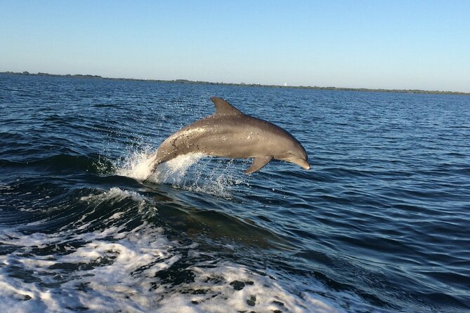 Dolphin Watching Nature Cruise and Eco Tour from Hubbard's Marina in John's Pass - Key points to know before you go