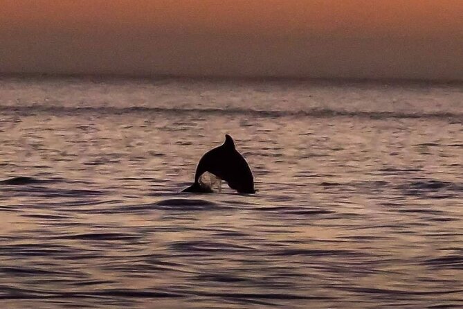 Dolphin Watching Nature Cruise and Eco Tour from Hubbard's Marina in John's Pass - A steady boat for an easy 90-minute ride