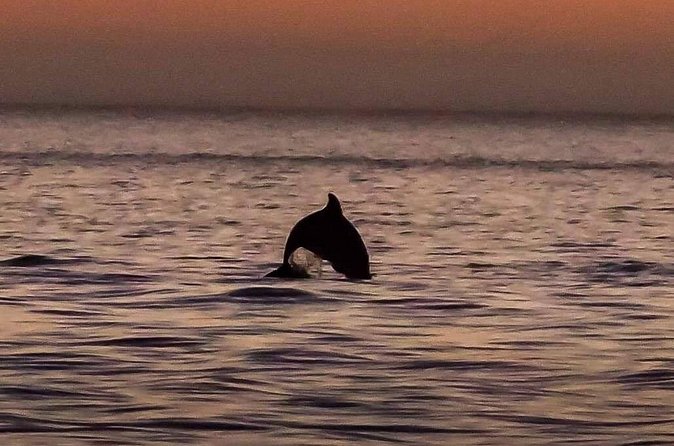 Dolphin Watching Nature Cruise and Eco Tour from Hubbard's Marina in John's Pass - Is $29 good value?