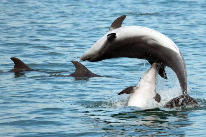 DOLPHIN WATCHING | Pula Boat - Following the coast near the Brijuni Islands